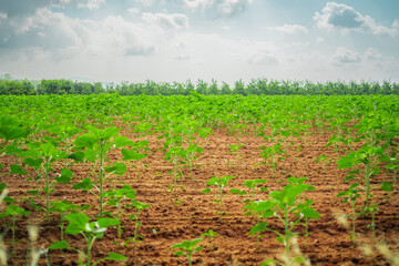 Rich Nutritious Soil Earth Ground with the Offspring of the Next Harvest Season on a Agricultural...