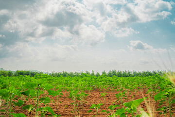 Overview over a Green Farm Field with Growing Plants on Soil Earth Ground