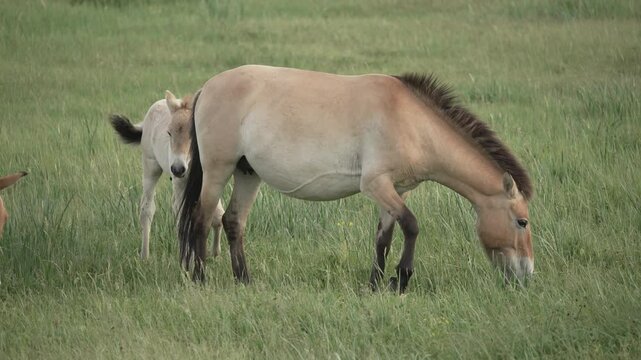 Przewalski Pferd Mongolei Mongolisches Wildpferd