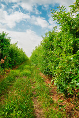 Field Row of Apple Trees Growing on a Farm During the Sunny Summer Season Until Harvest Time