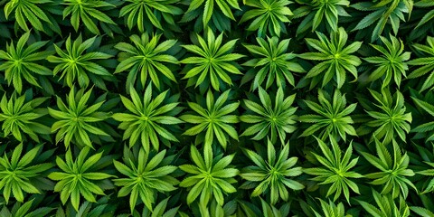 Symmetrically Arranged Cannabis Plants in Lattice Pattern captured from an Overhead View. Concept Cannabis Cultivation, Lattice Pattern, Overhead View, Symmetrical Arrangement