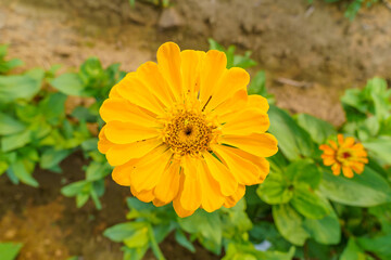 Large-scale planting of multi-colored flowers