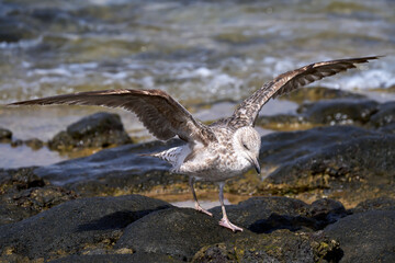 Junge Mittelmeermöwe (Larus michahellis) läuft mit geöffneten Flügeln über vulkanisches Gestein an der Küste - Lanzarote, Kanarische Inseln 