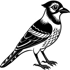 ilistation of a bird