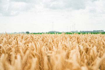 Calm Wheat Farm Field in Nature Right Before Harvest