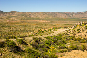 A dirt road cutting through the arid Namaqua veld with the first of the spring flowers starting to show.