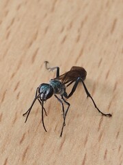 Close up shot of a blue mud dauber wasp.