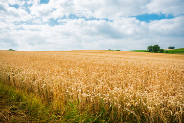 Wide View Over a Calm Wheat Farm Field in Nature Right Before Harvest