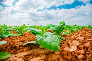 Ground Level View of Juicy Green Mono Crop Farming Plants Growing Out of the Rich Nutritious Ground...
