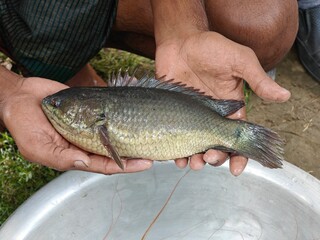 Freshly catches, live giant climbing perch fish in hand.