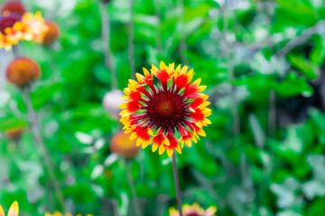 Beautiful and Colorful Sunflower Gaillardia Pulchella Isolated in a Field of Green Flowers