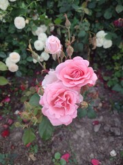 wonderful roses