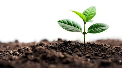 New life symbolized by plant emerging from soil on white background