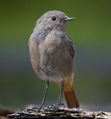High res Female Black Redstart (phoenicurus ochruros) very close shot of perched bird on fallen trunk 
