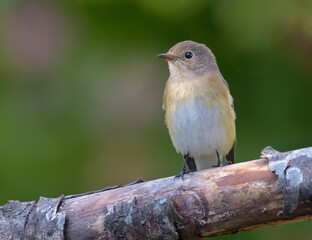 Fototapeta premium Younf Female Red-breasted flycatcher (ficedula parva) perched on thick branch with clean dark background in sunny orchard 
