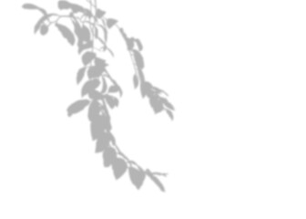 A tree branch silhouette, The Blurred Grey shadows of the leaves of the jujube trees dangled gently. On isolated background with green leaves and flowers, highlighting nature and growth.