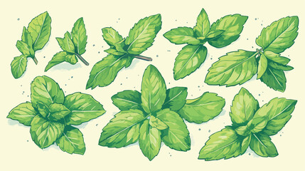 Ballpoint pen sketch of mint medicine herb peppermint