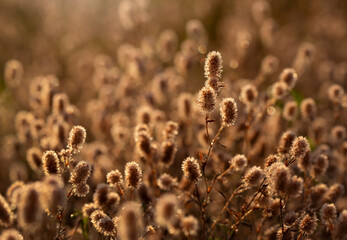 Kwitnąca Koniczyna polna w kroplach porannej rosy , wschód słońca. © mycatherina