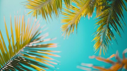 Fototapeta premium A high resolution image of palm leaves set against a clear turquoise sky The leaves are in sharp focus with visible veins and edges
