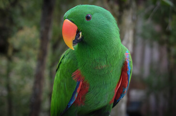 Eclectus Portrait