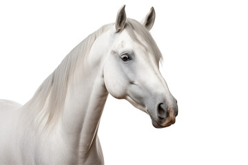 Obraz premium Horse isolated on transparent background png cutouts. Images for graphic designers. Image for flyers. Veterinarian. Horse world.