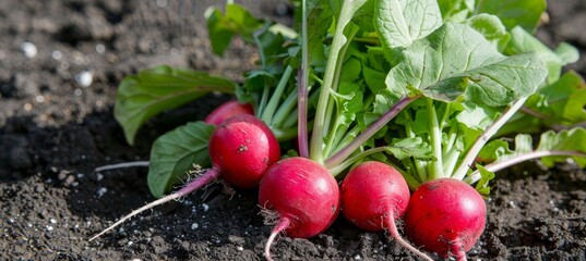Freshly Picked Radishes with Green Tops in Garden Soil - Organic Gardening and Harvesting Concept