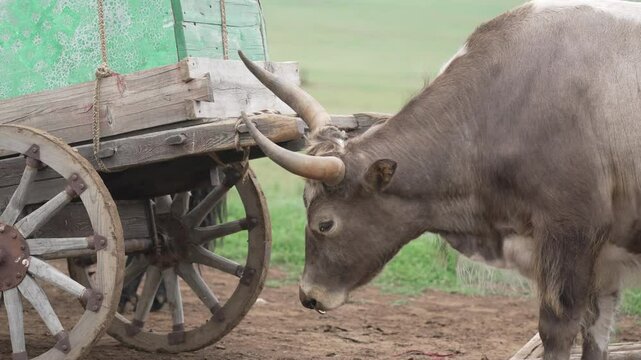 Rind Nahaufnahme mit H&ouml;rner Mongolei