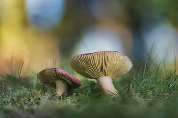 Pair of mushrooms of the Russula species growing among the grass within a pine forest in Akarlanda, Bizkaia