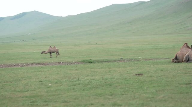 Kamele in der Mongolischen Steppe