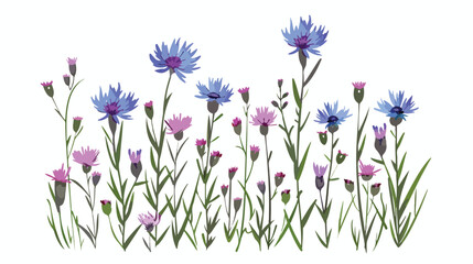 Bluets botanical illustration. Knapweed flower