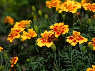 Yellow tagetes (marigolds) flowering in a garden