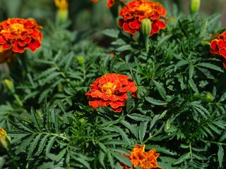 Orange tagetes (marigolds) flowering in the garden