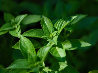A close-up shot of fresh green basil in nature