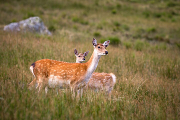 Red Deer in Wicklow Mountains National Park, Ireland