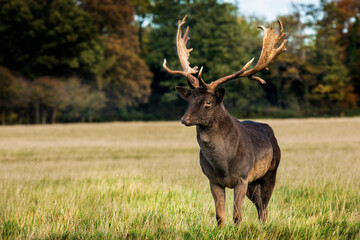 Fallow Deer in Phoenix Park, Dublin, Ireland 