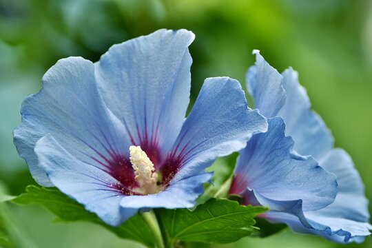 Dorodne niebieskie kwiaty hibiscusa syryjskiego (Hibiscus syriacus), zwanego r&oacute;wnież ketmią, odmiany 'Marina'