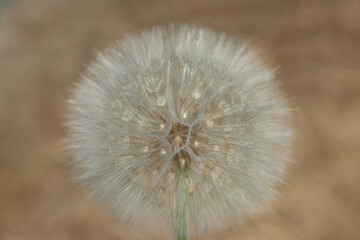  Dandelion flower. Taraxacum Erythrospermum. Abstract nature background of Dandelion in spring. Seed macro closeup. Silhouette head of Dandelion flower on a beautiful natural blurred brown background