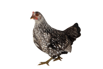 Colorful hen isolated on transparent background
