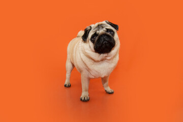 Portrait cute pug puppy dog looking at camera. Isolated on orange solid color. Halloween holidays © Sandra
