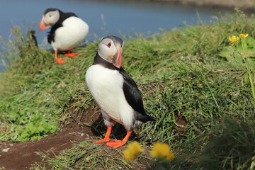 Puffin Colony at Borgarfjörður eystri, Iceland