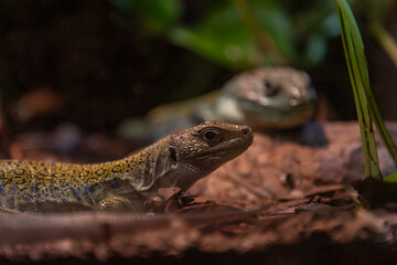 Wall Lizard