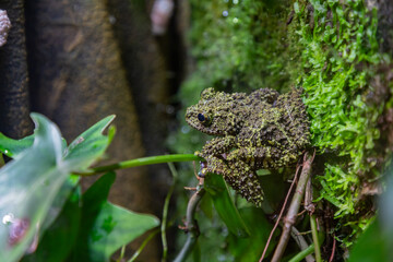 Mossy Frog