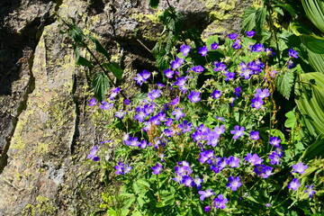 Waldstorchenschnabel, Nockberge