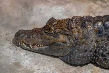 Obraz premium Crocodile