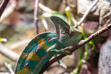 Veiled Chameleon