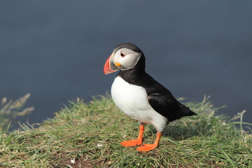 Puffin Colony at Borgarfjörður eystri, Iceland