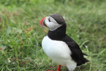 Naklejka premium Puffin Colony at Borgarfjörður eystri, Iceland