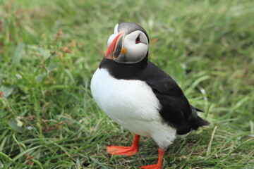 Puffin Colony at Borgarfjörður eystri, Iceland