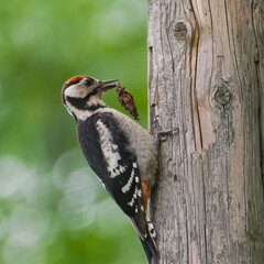Dendrocopos major aka Great Spotted Woodpecker. Czech bird in his habitat. Searching for food in the forest. Food in beak.