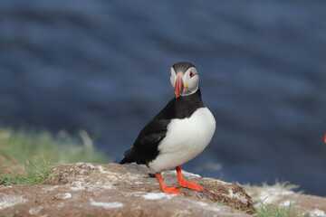 Puffin Colony at Borgarfjörður eystri, Iceland